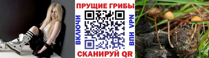 Псилоцибиновые грибы Magic Shrooms MEGA как зайти Знаменск