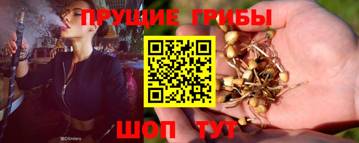 Знаменск  Псилоцибиновые грибы MAGIC MUSHROOMS  Галлюциногенные грибы прущие грибы  Вход с VPN 
